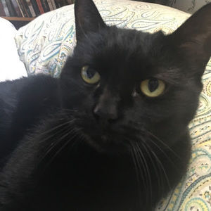 Meet your Posher, Violet